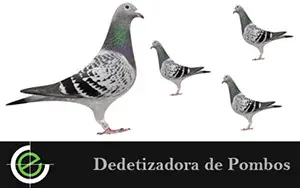 Dedetizadora de Pombos