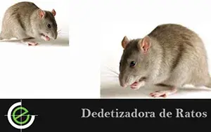 Dedetizadora de Ratos